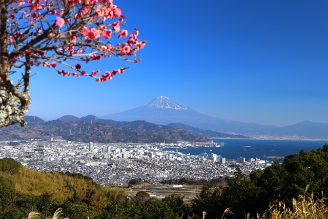 静岡の観光、見頃の花